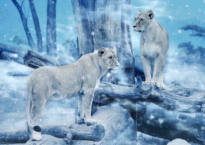 Lioness Cat Snow Animal Art Vintage Winter 